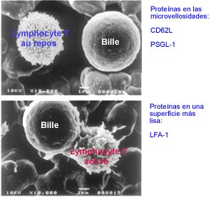 Morfología de un linfocito T en descanso o activado.Proteínas en las microvellosidades: CD62L PSGL-1.Proteínas en una superficie más lisa: LFA-1 Morfología de un linfocito T en descanso o activado.Proteínas en las microvellosidades: CD62L PSGL-1.Proteínas en una superficie más lisa: LFA-1