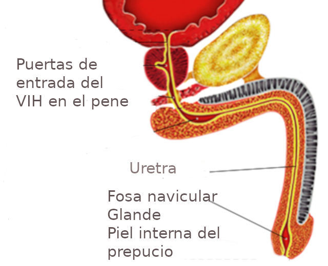 Puertas de entrada del VIH en el pene